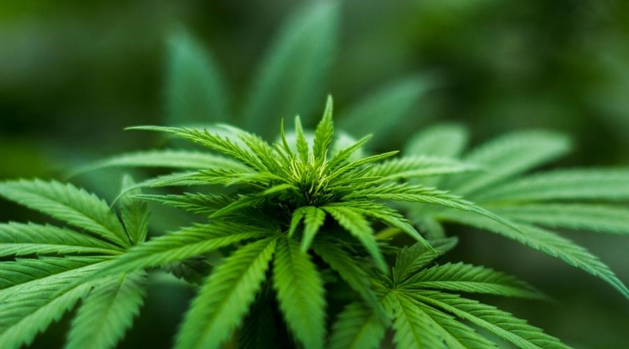 Clicca per accedere all'articolo Prescrizione Cannabis Terapeutica